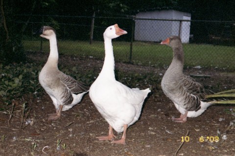 Lucy goosey and company