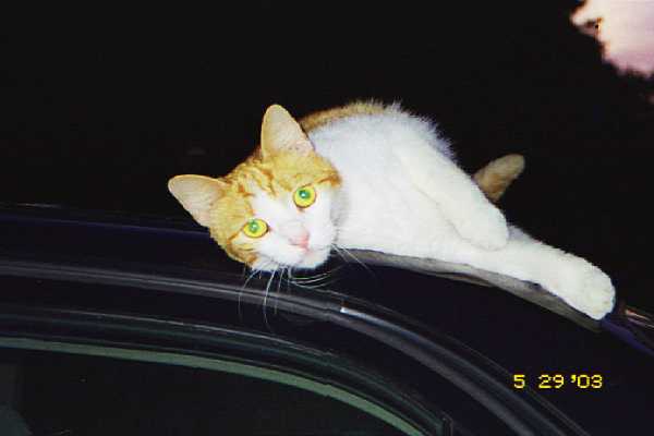 NO LONGER ALLOWED IN YARN ROOM EVER!!!!