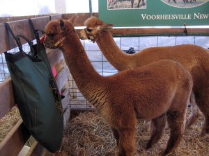 Don't you just want to cuddle us?