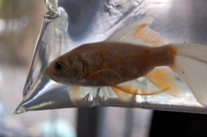 Call me "Blossom" now baby...