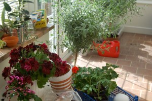 What the conservatory normally looks like