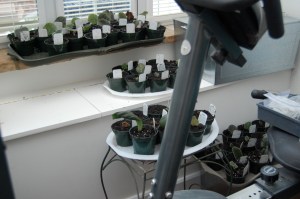 Potted violets everywhere!