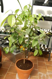 The little lemon tree.  Doesn't look like much but the flowers perfume the entire lower level of the house.