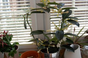 Stephanotis in bloom
