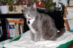 The Village Watch while still in the US