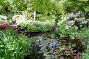 A display water garden