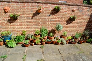 The herbs got moved to the other side of the courtyard