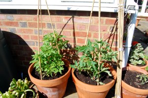 My tomatoes in their sunny spot properly caged in bamboo