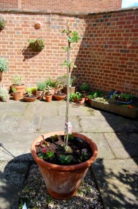 My forlorn looking fig tree in it's new, big pot.