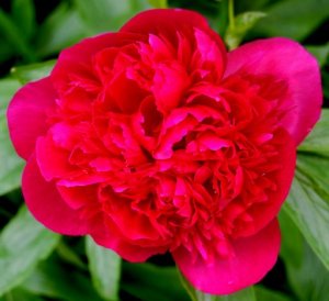 peoni The neighbor's peony bush