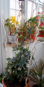 The best litter box screen EVER!