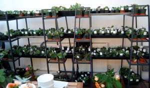 For the astute IKEA fans out there these are the cheapy shelves connected by grow-bag trays.