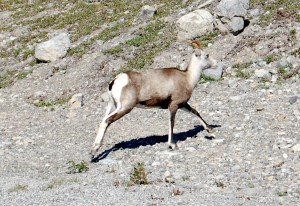 One sheep that I'm pretty sure that I don't want to shear!  Rock Sheep.
