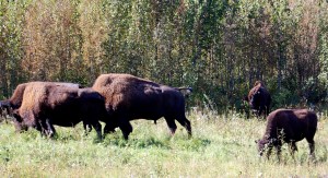 Endangered Wood Bison.
