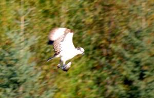 An Osprey taking off after catching it's breakfast in the water.