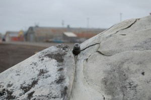 The is a whale skull with the top of the BOMB that they use to kill them still sticking out.  Believe it or not, this is the humane way to kill a whale!
