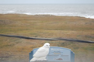 The reason that I thought that the 2nd owl was ballsy was that it was sitting a few yards away from this sign which reads, "Welcome to the ancient village of Ukpaigvik 'The place where we hunt snowy owls'".