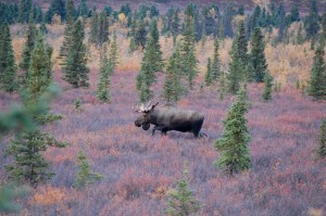 A Large Male Moose getting ready for mating season.