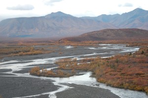 The tundra landscape of Denali
