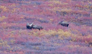 Another male moose with 2 females already in tow