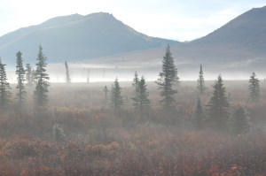 Mist on the tundra