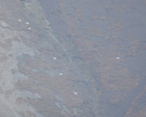 A group of Dall Sheep very far away on a hill side