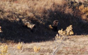 A closer shot of that duo