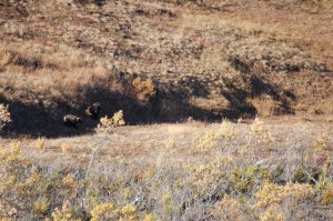 A momma grizzly and her cub