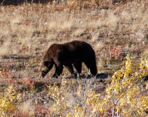 Mama looking for berries.