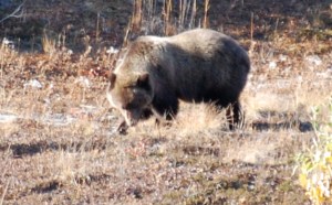 Believe it or not, this is the cub.  Grizzly bears care for their cubs for over 2 years!
