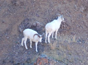 A couple of Mountain Sheep Rams