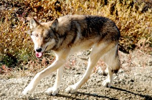 Do I really need to caption this?  A wolf, and quite close!