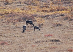 A group of Caribou