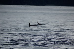 We were lucky enough to get to see a pod of orcas (killer whales) in the bay.