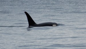 Way better than SeaWorld!