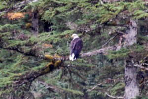 We saw lots and lots of Bald Eagles