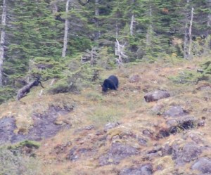A black bear grazing the hillside