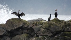 Birds trying to dry themselves on a wet day.