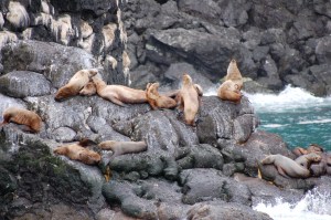 Harbor Seals