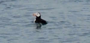 Probably the last Puffin in Alaska!