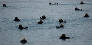 DSC_5883 A "raft" of sea otters doing what they do best, floating on their backs!