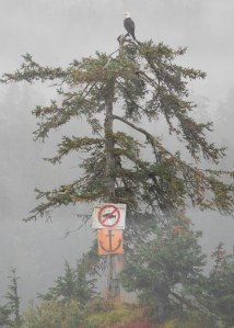 DSC_5912 My favorite Bald Eagle picture so far. Notice the no fishing sign below it.