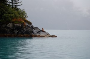 DSC_5916 A sea lion posing for pictures.