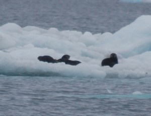 DSC_5984 Otters or Sea Lions on an iceberg.