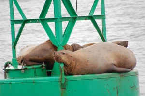 DSC_6135 "Man...Why do I always get the hard pillow?!?!?"