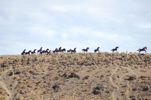 Wild horses monument.