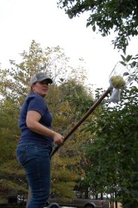 That is me with the very long fruit picker I am very familiar with now.