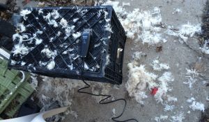 I would have saved it to spin had I given Dusty a bath prior to his spring shearing.