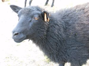 Miss Abigail being good.